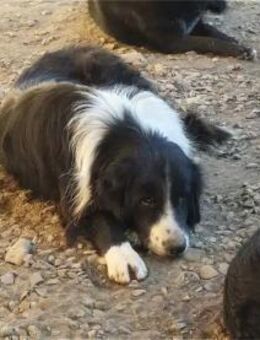 Brutus Pflegestelle oder Zuhause gesuc - Oberwies