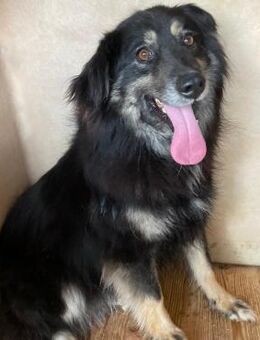 ❤️wunderschöne Arwen❤️ - Eislingen (Fils)