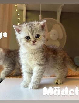 Wunderschöne bkh Kitten (Britisch-Kurzhaar) Junge und Mädchen - Köln