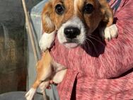 🐶Kleine Hündin Orchid sucht dich🌷 - Eislingen (Fils)