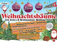 Duftende "Bio"- Weihnachtsbäume, selbst frisch absägen aus dem Weihnachtsbaumwald von A. Schulze in Liebenburg - Bad Harzburg