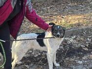 Freundlicher CHAP sucht liebes Zuhause♥️ - München