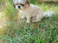 Yuki kleines Shih Tzu Mädchen - Tholey
