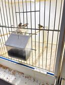 Japanische Mövchen in 26871