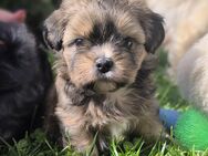 Shih Tzu/Pomeranian Welpen - Ruhstorf (Rott)