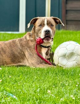 Junghund Lucky sucht zuhause - Neustadt-Glewe