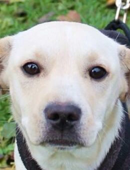 Eugen sucht ein liebevolles Zuhause - Berlin