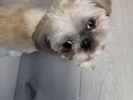 SHI-TZU Hund - Oer-Erkenschwick