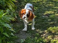 Cavalier King Charles Spaniel - Breckerfeld (Hansestadt) Zentrum