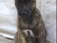 NEBRASKA - Welpenalarm 🐶❤️ - Neudenau