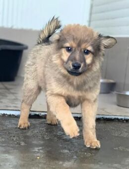 Fellball Hachiko - Alfdorf