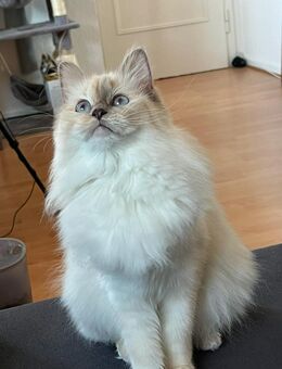 4-jährige Ragdoll Katze - Düsseldorf