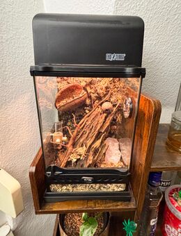 Exo Terra Nano Tall Glas Terrarium - 20 x 20 x 30cm (PT2601) Springspinnen Neu - Frankfurt (Main) Nied