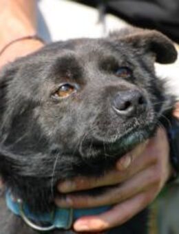 Meo - zutraulich u. kinderlieb - Lohra