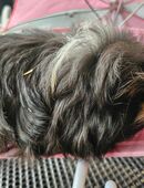 Süße Meerschweinchen Jungs in 47269