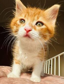 Makoto - die Plaudertasche - Kirchheim (München)