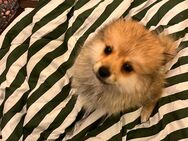 💗 Pomeranian-Mädchen sucht liebevolles Zuhause 💗 - Hamburg