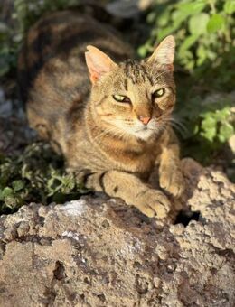 Pearl - süßes Katzenmädchen sucht Dich! - Walluf