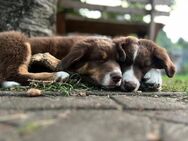 Australian Shepherd Welpen