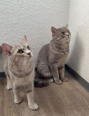 Katzen paare anzugeben Balu und Boenty🥰 in 68305