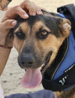 Scooby-Doo,verträglich,lernwillig,offen - Westerholt