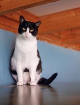 Kater Ilio + Forrest Gump - Bochum