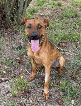 CHRISTOFFER - freundlich verspielt - Overath