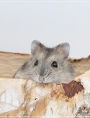 Zuckersüße, zahme Dsungarische Zwerghamster in 82544