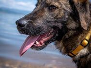 junger Rüde, Loki sucht Heim/PS - Berlin
