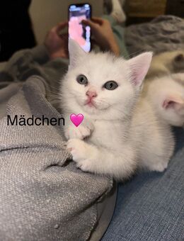Süße BKH kitten abgebebereit - Höhr-Grenzhausen Zentrum