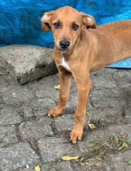 Emil sucht seine Detektive - Oberhausen