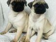 Mops welpen Rüden in 32049