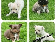 Chihuahua Welpen reinrassig LH - Verl