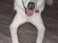 Husky Akita Mix in 31848
