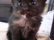 ❤Zuckersüßes Maine coon Kitten ❤ - Bad Berneck (Fichtelgebirge) Zentrum