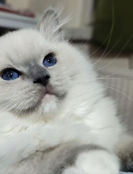 Ragdollbaby 13 Wochen sucht.... - Berlin Marzahn-Hellersdorf