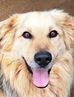 Pista Cooler Charmeur und Clown - Obertshausen