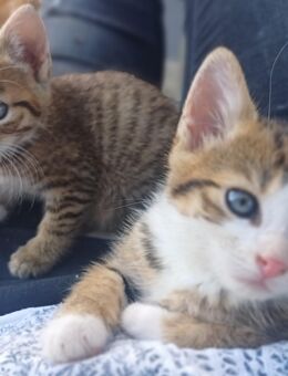Süße Babykatzen - Creglingen