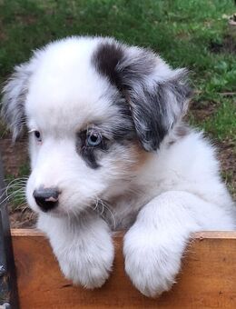 Mini Aussie , Mini Australien Shepherd o.P. - Beelitz Zentrum