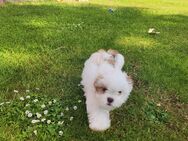 Malteser-Bolonka -Shih Tzu Mix Welen - Tiddische
