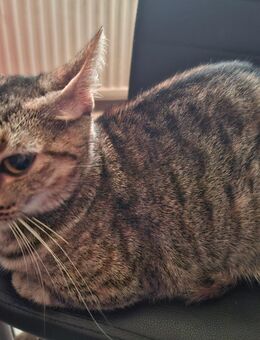 Katzenpaar sucht ein neues Zuhause - Amt Neuhaus