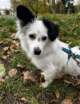 Gutelaunemaus Liz - Dillingen (Donau)