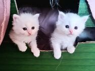 Reinrassige Ragdoll Kitten - Gelsenkirchen