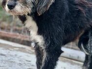 DALMA - Gnadenbrotplatz gesucht - Weilheim (Oberbayern)