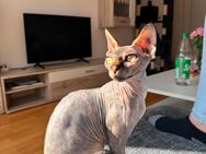 Liebevolle Canadian Sphynx Katze sucht neues Zuhause - Clingen Zentrum