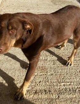 MARONEL (4 Jahre, ruhig, verträglich) - Köln