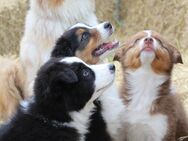 Traumhafte Australian Shepherd Welpen mit ASCA Papiere - Großenwörden