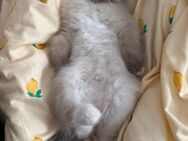 Ragdoll Kitten reinrassig - Greven Zentrum