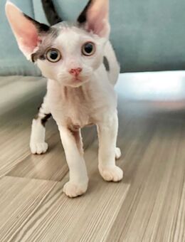 Wundervolles Devon Rex Kitten sucht neues Zuhause mit Katzenfreund - Berlin Charlottenburg-Wilmersdorf