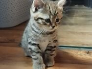 BKH Kitten 2 Kater zum bald abholen 🥰 - Offingen